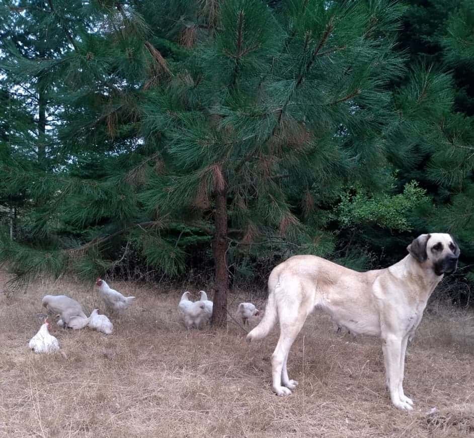 Bresse chickens with livestock guardian dog