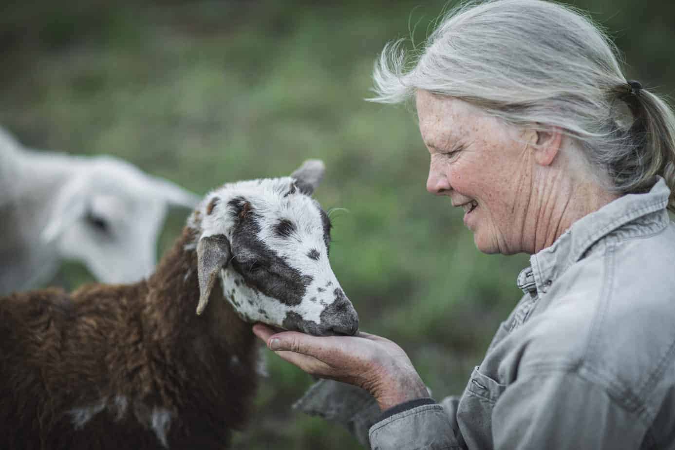 Young lamb at Homestead Springs Farm & Forge.