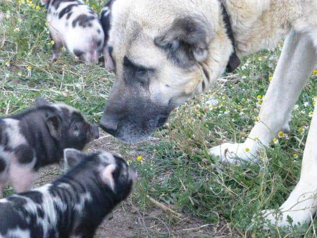 Livestock guardian dog with piglets