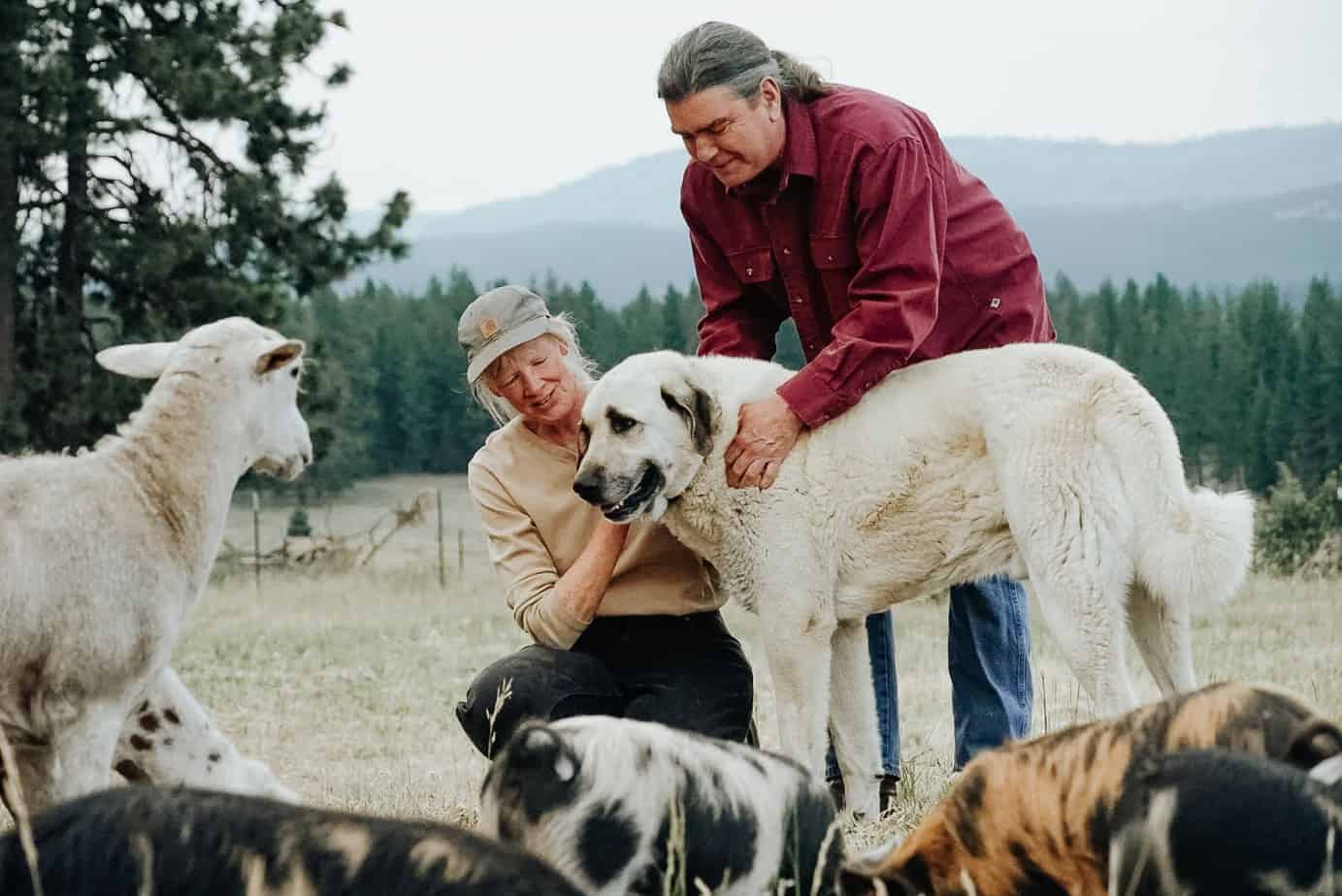 Sue & Peter on farm with livestock and guardian dog.